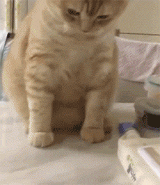 猫的反射弧到底能有多长？看完真想给它装个5g网！休闲区蓝鸢梦想 - Www.slyday.coM