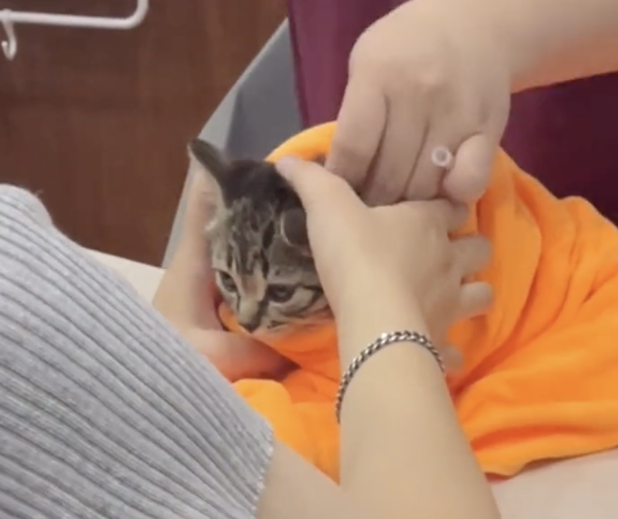 猫的反射弧到底能有多长？看完真想给它装个5g网！休闲区蓝鸢梦想 - Www.slyday.coM