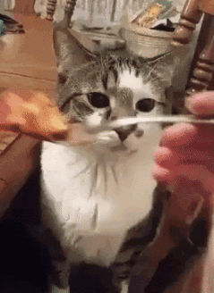 猫的反射弧到底能有多长？看完真想给它装个5g网！休闲区蓝鸢梦想 - Www.slyday.coM