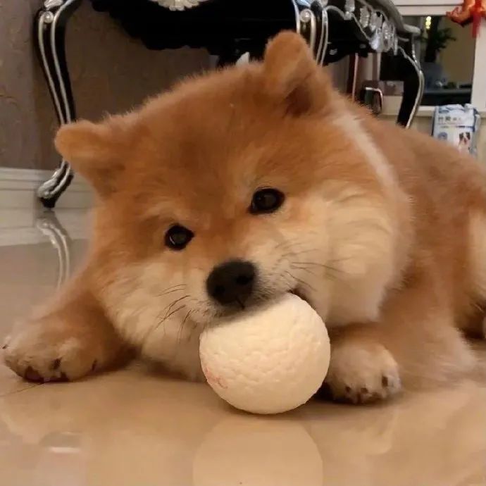 小胖柴很有辨识度啊毛绒绒大脸盘也太可爱了