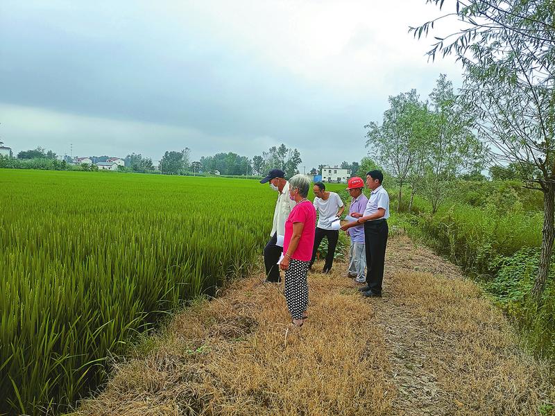 8月25日,响水县响水镇农技部门技术人员张晓飞来到苗寨村的水稻踢边