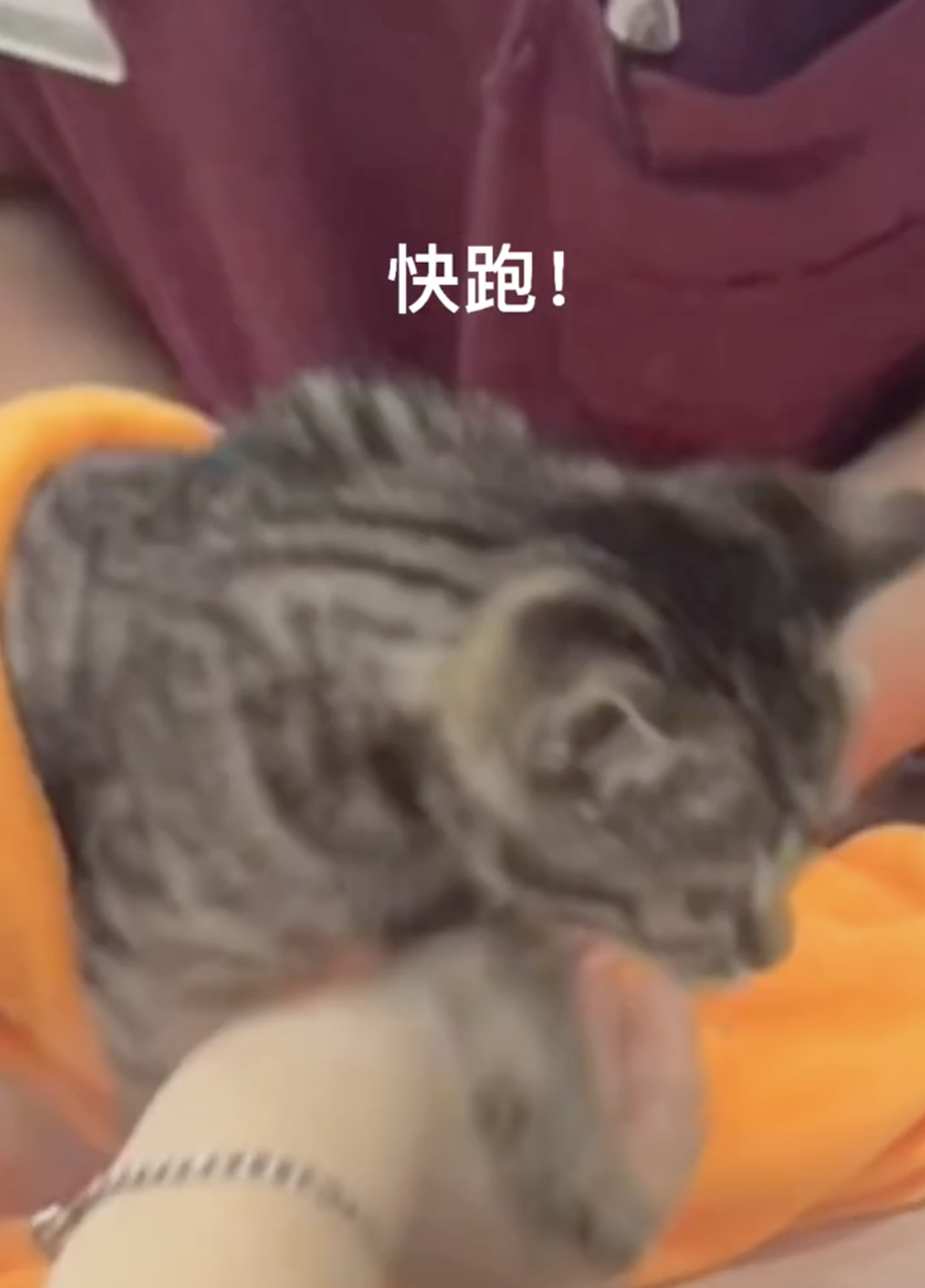 猫的反射弧到底能有多长？看完真想给它装个5g网！休闲区蓝鸢梦想 - Www.slyday.coM