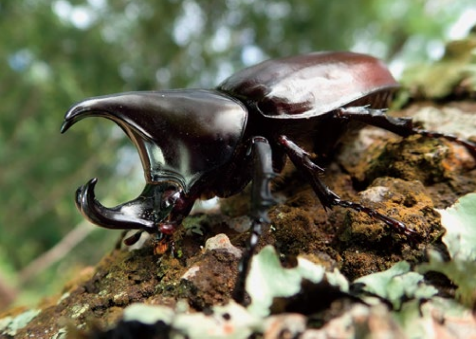 《云南虫谷》上热搜！剧里这些“老害怕”可是云南的保护动物休闲区蓝鸢梦想 - Www.slyday.coM