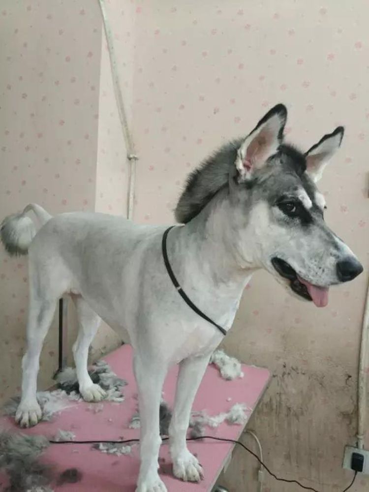 带哈士奇去宠物店剃毛,理发师将它剃成毛驴,主人忍不住笑喷了