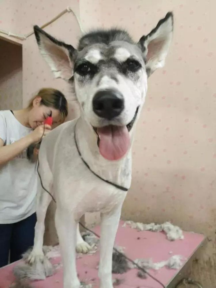 带哈士奇去宠物店剃毛,理发师将它剃成毛驴,主人忍不住笑喷了