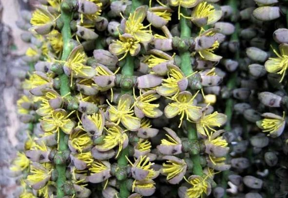 一种神奇的民间草药,鱼尾葵!学会使用,强筋壮骨,治肝肾亏虚!