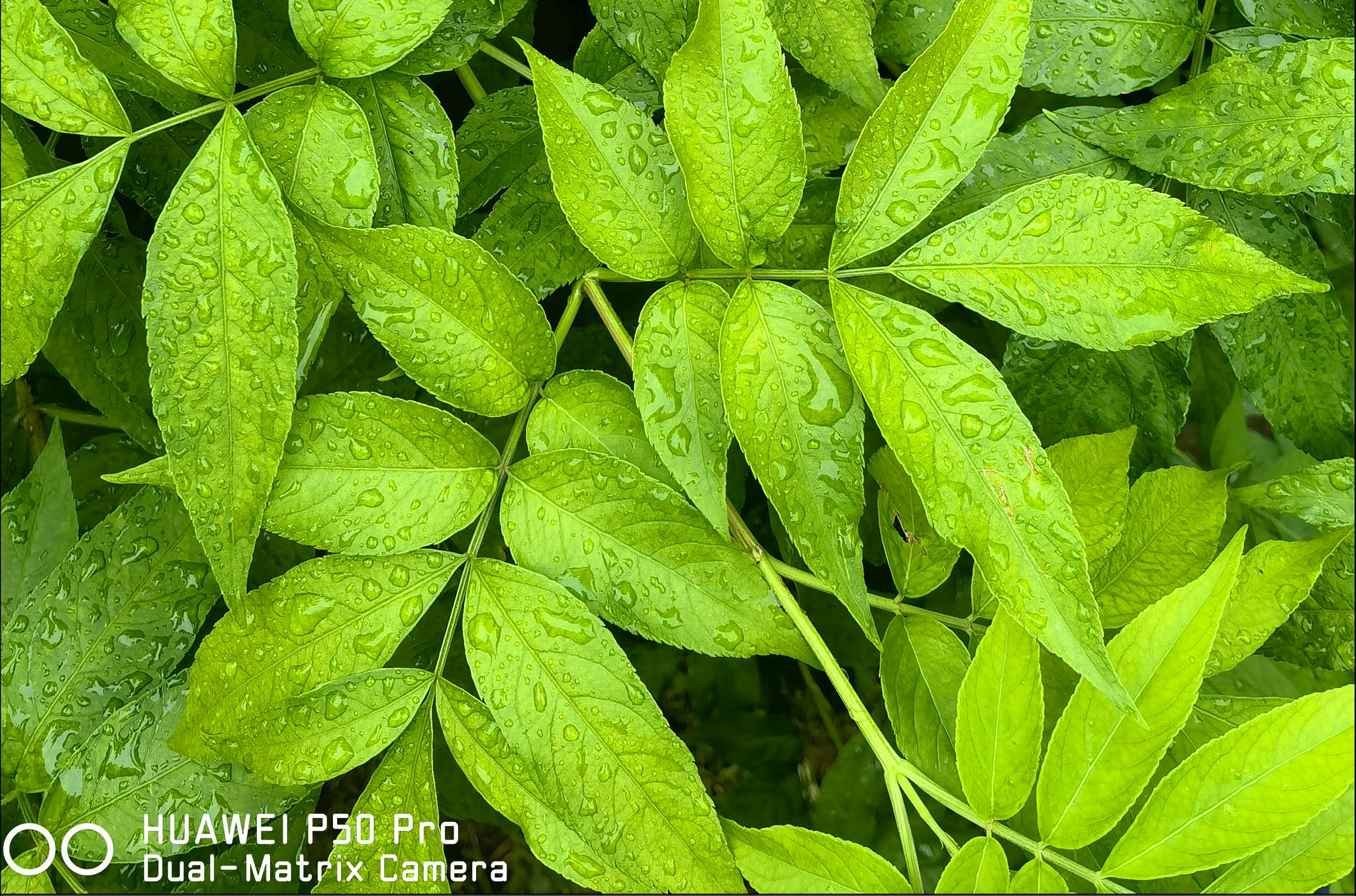 拍了2000张照片看今年的影像旗舰华为p50pro的拍照能力有多强