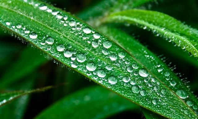 什么的露珠什么的露珠填合适的词