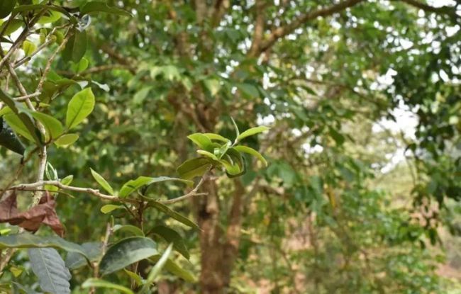 小树茶与古树茶,入口的第一感受便是苦与涩,但程度上有差别