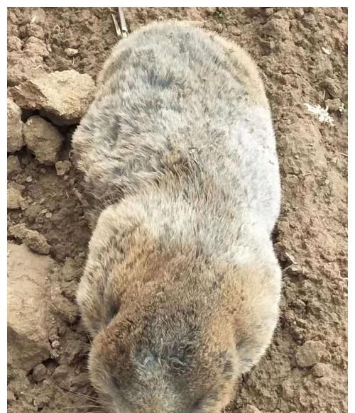 胖乎乎的外形似竹鼠,俗称地羊,由于能够代替虎骨,身价倍增__财经头条