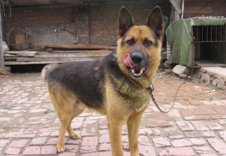 叫声,男子走近看见这一幕,冒险将狗狗救了下来|老城区|狼狗|狗狗_新浪