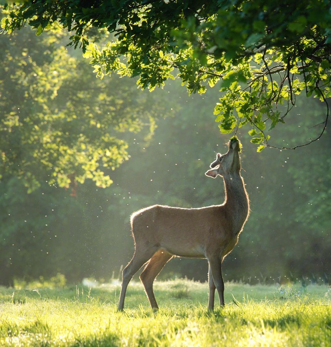 拿图点赞哦～ 背景图:林深见鹿 见者好运