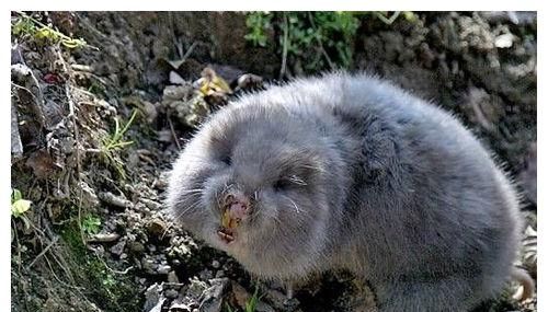 胖乎乎的外形似竹鼠,俗称地羊,由于能够代替虎骨,身价倍增__财经头条