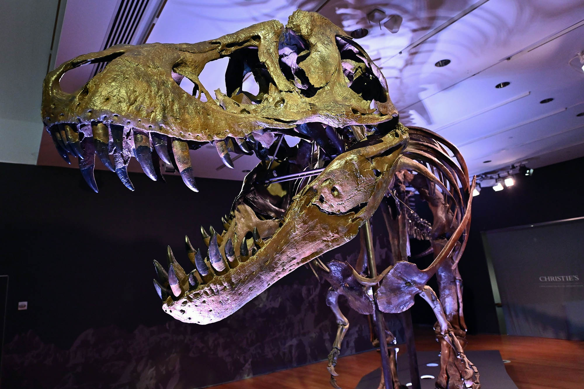 “斯坦”去年在纽约佳士得拍卖会上，以3180万美元（约人民币2亿元）的价格成交，创下了恐龙骨架化石拍卖的新纪录。 资料图