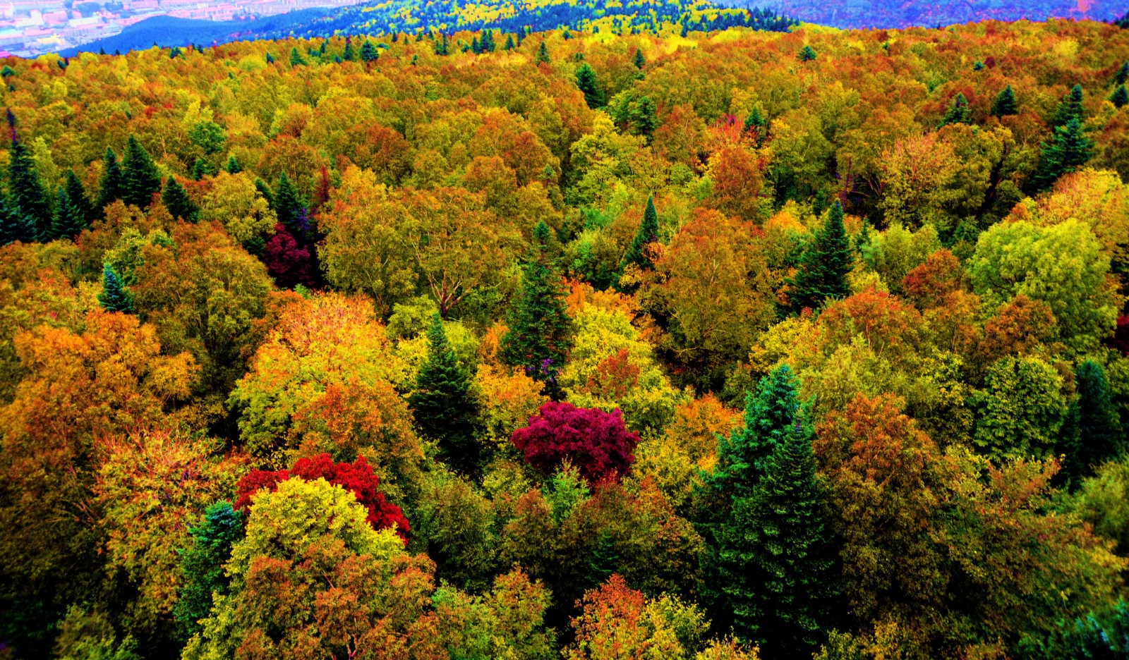 伊春林区五花山色