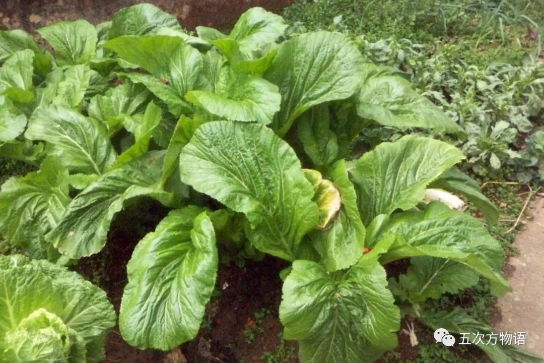 一篇认全十字花科蔬菜