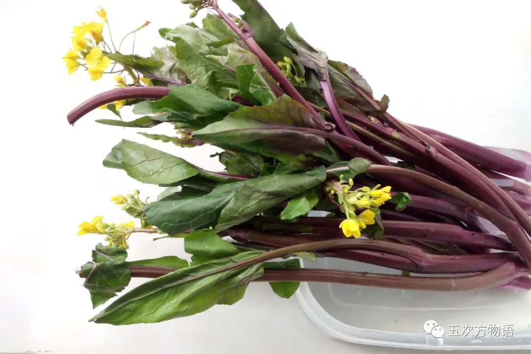 一篇认全十字花科蔬菜