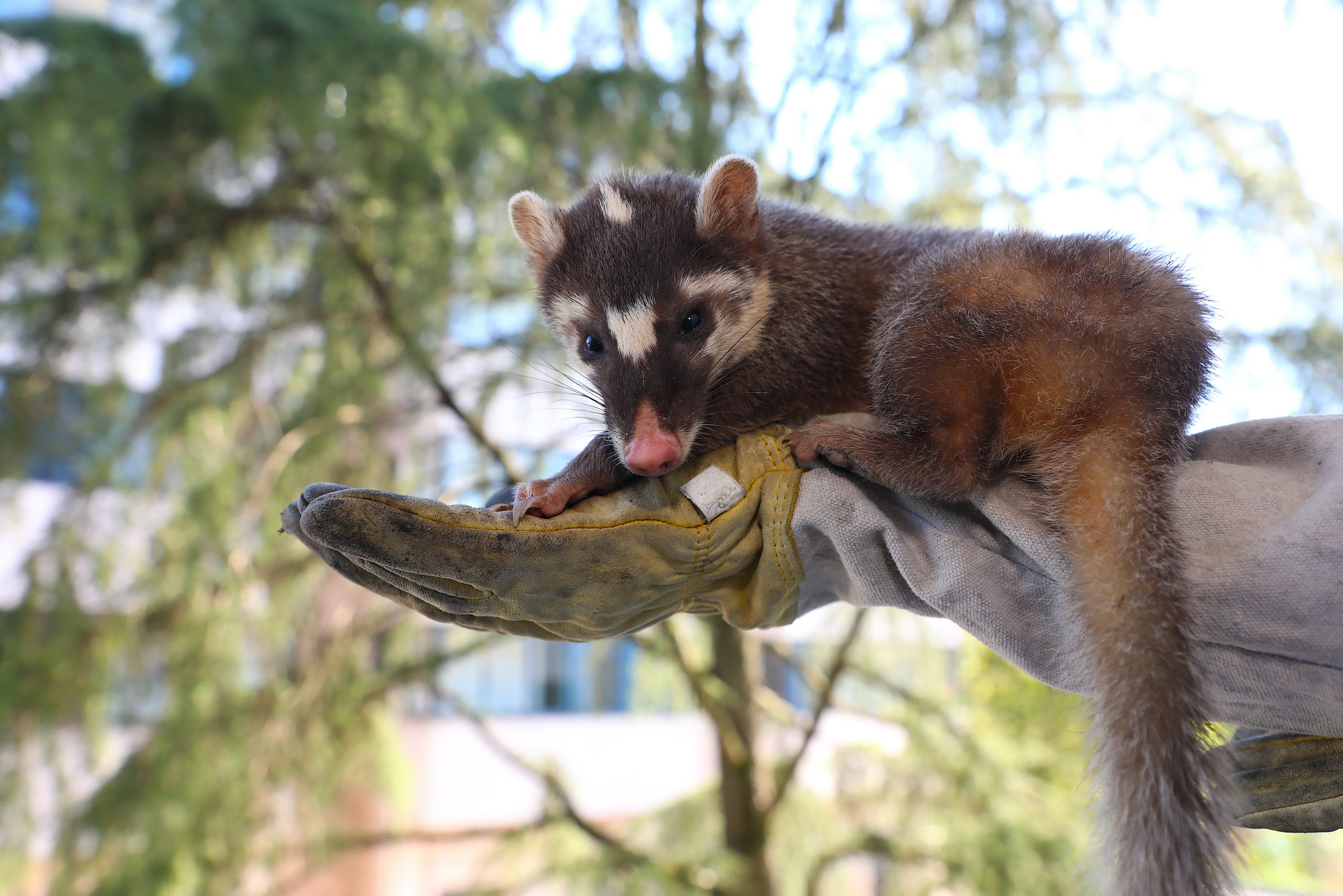 萌萌哒放归野生鼬獾