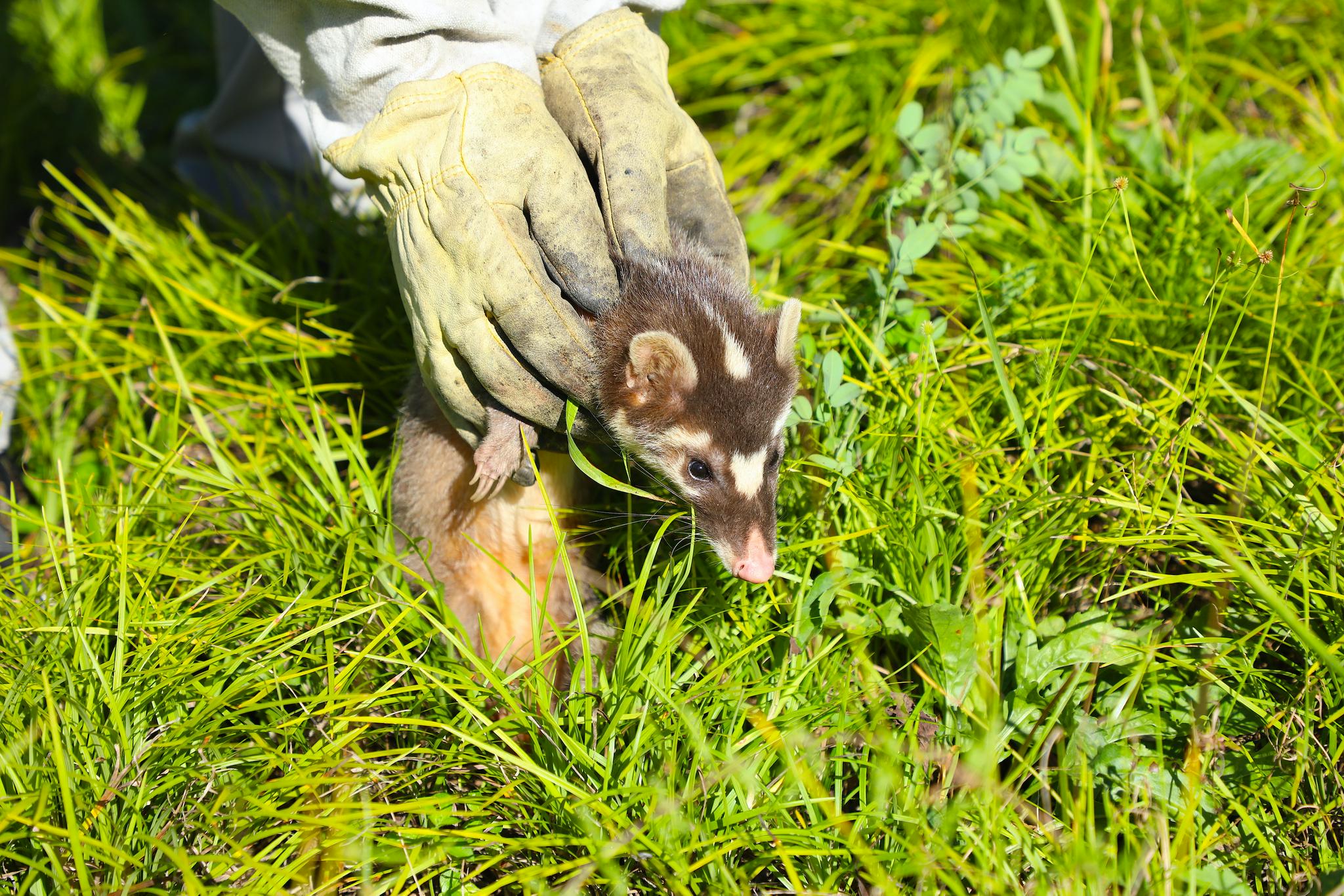 萌萌哒放归野生鼬獾