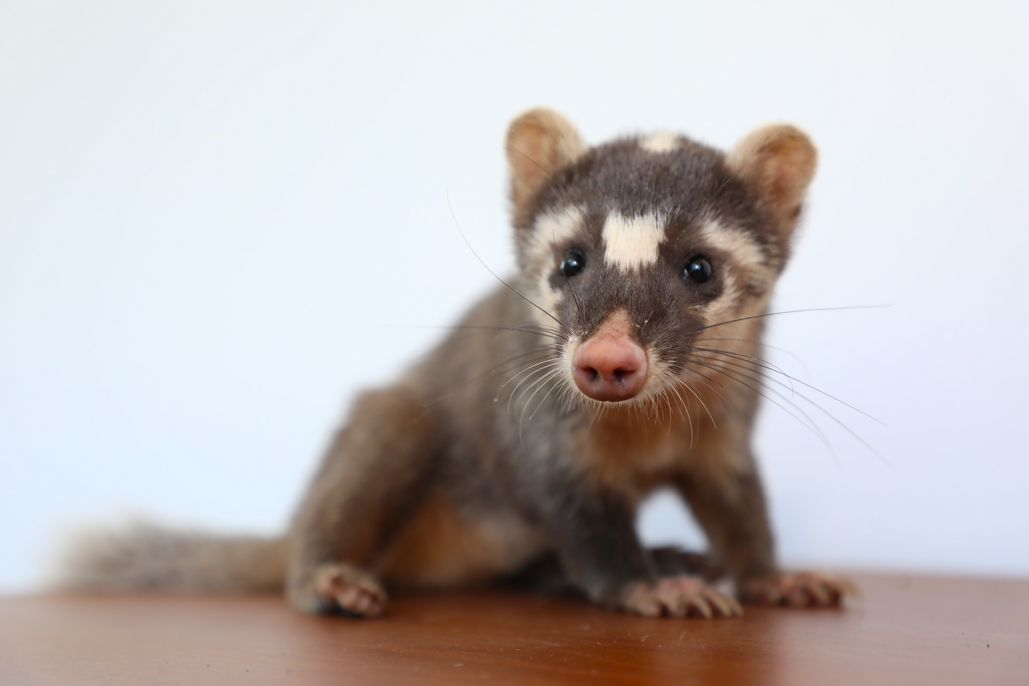 萌萌哒放归野生鼬獾