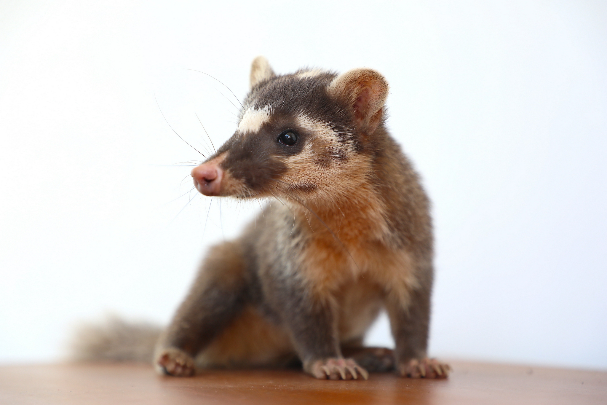 萌萌哒放归野生鼬獾