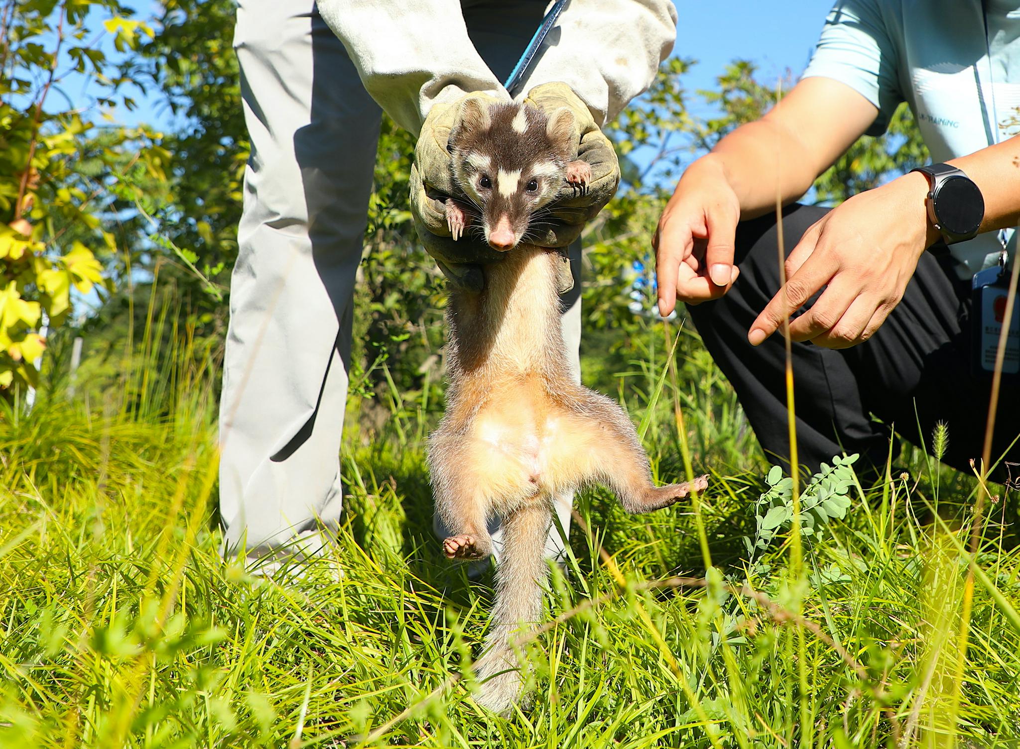 萌萌哒放归野生鼬獾