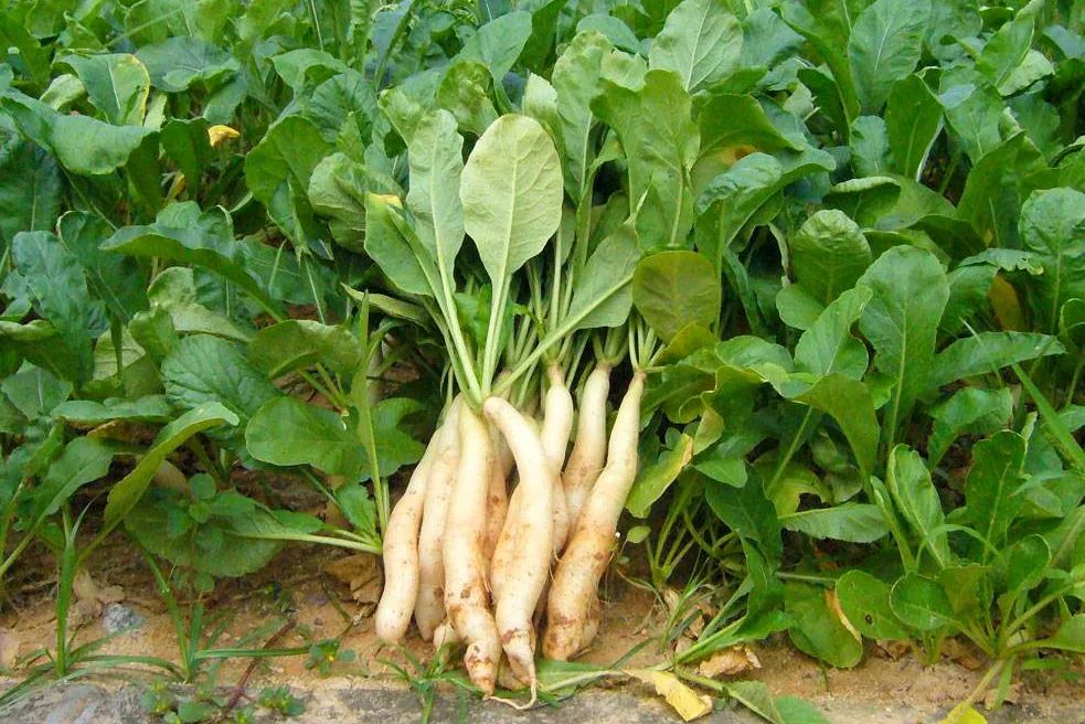 一篇认全十字花科蔬菜