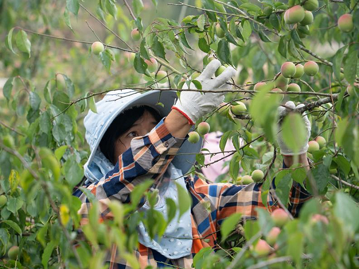 梅见青梅种植基地里，梅农要在20天左右采摘完满山的青梅。图片来源：庞佳琦