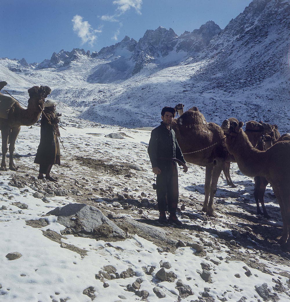 约1970年，阿富汗努里斯坦，单峰骆驼商队。