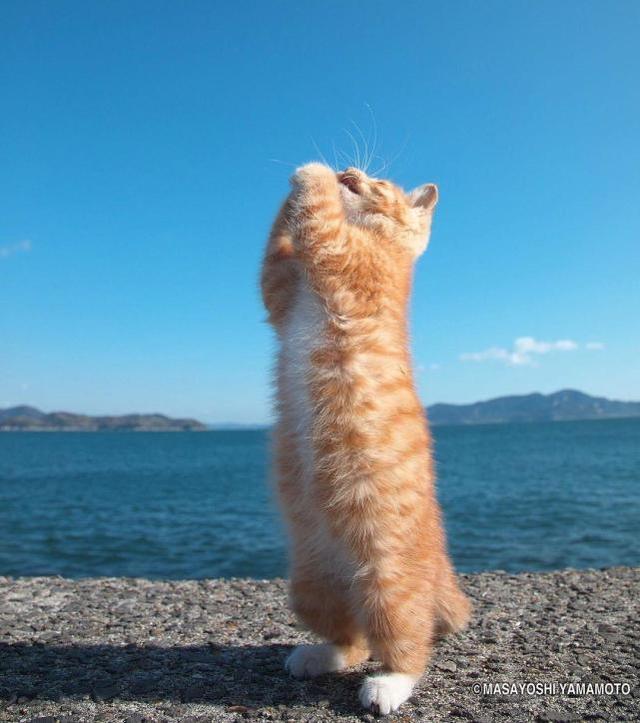 激萌小猫进化成两足兽?日本摄影家用独特视角拍摄"站立猫咪"