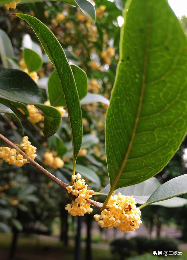 宜昌九月第一波桂花开 满树黄花馨香馥郁