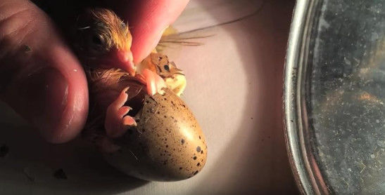 男子明白了,这个鹌鹑蛋孵化出来了男子看到了蛋的缝里个东西在动有