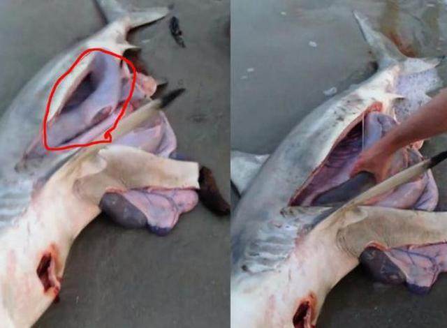 男子在沙滩散步看到一只死亡的鲨鱼刨开鲨鱼肚子看见惊人一幕