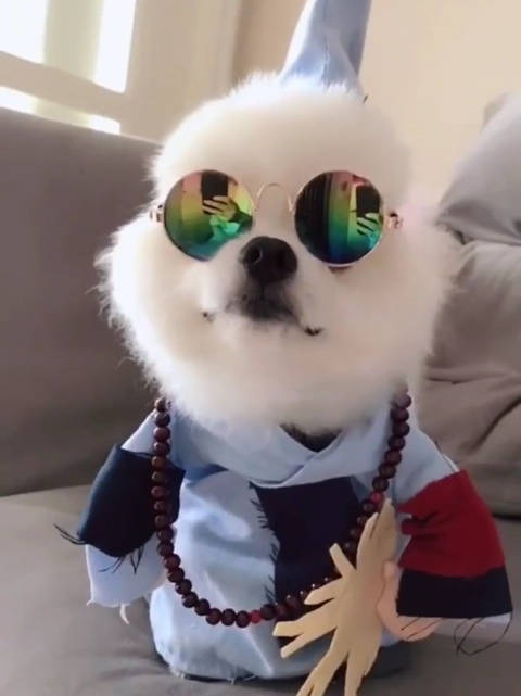 狗界高质量狗子狗子蹦迪嗨翻全场