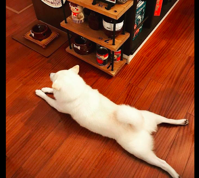 柴犬趴在地上乘凉,露出了它圆润的屁屁,看起来真是妖娆啊!