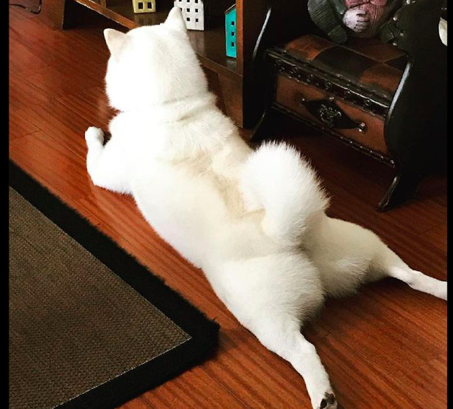 柴犬趴在地上乘凉,露出了它圆润的屁屁,看起来真是妖娆啊!