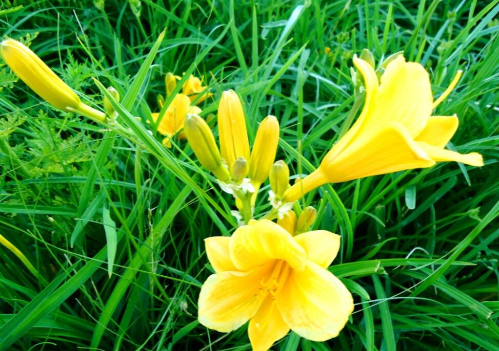 成人吃50g鲜黄花菜就可能中毒菜无毒毒怎么来的如何避免