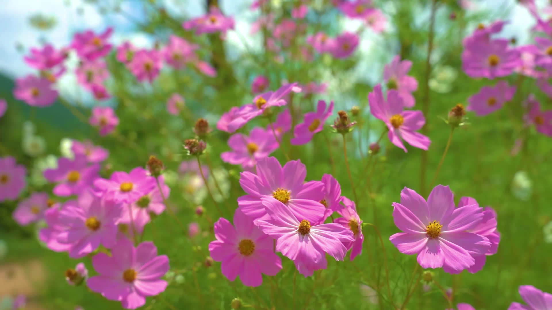 云南呈贡格桑花海盛放