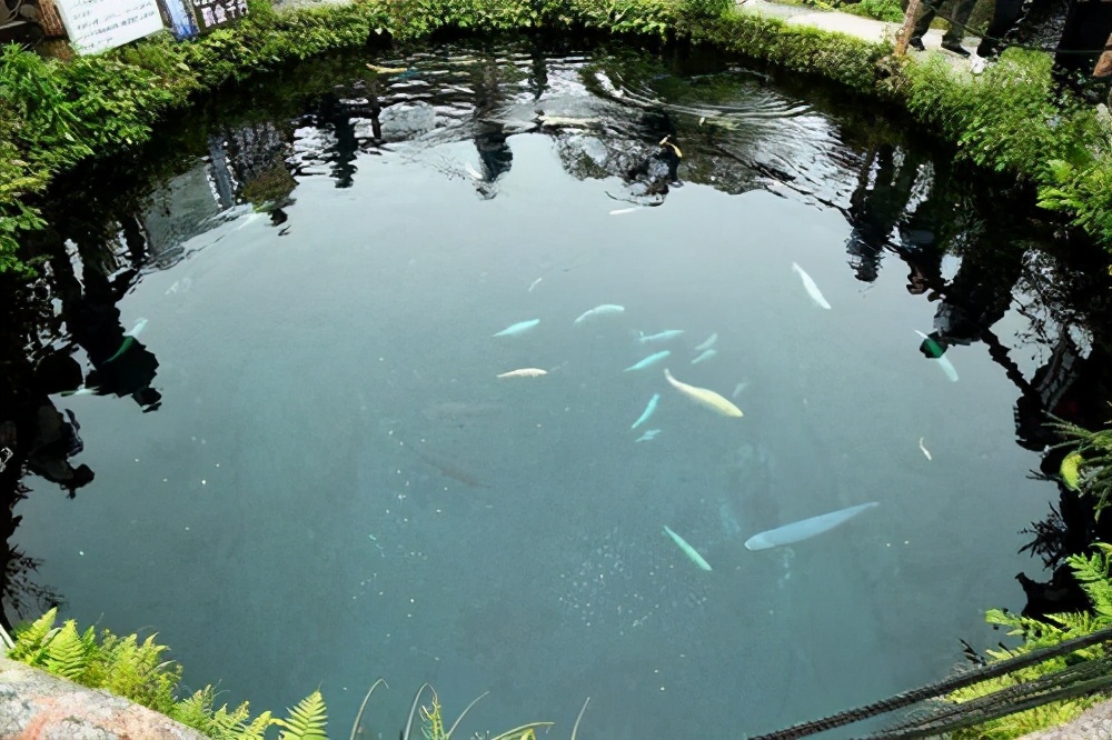 如果在山上挖一个池塘,不放鱼,里面会慢慢有鱼吗?