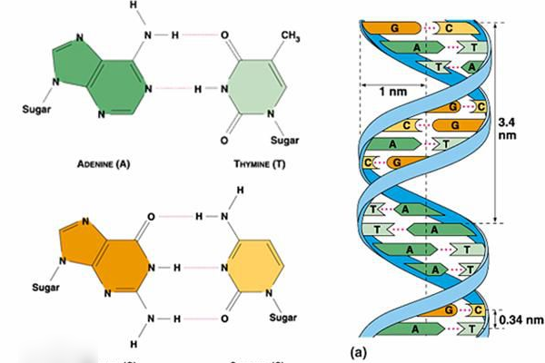 此外,dna本身是一个四字母代码的集合体,由四种核苷酸组成,也就是我们