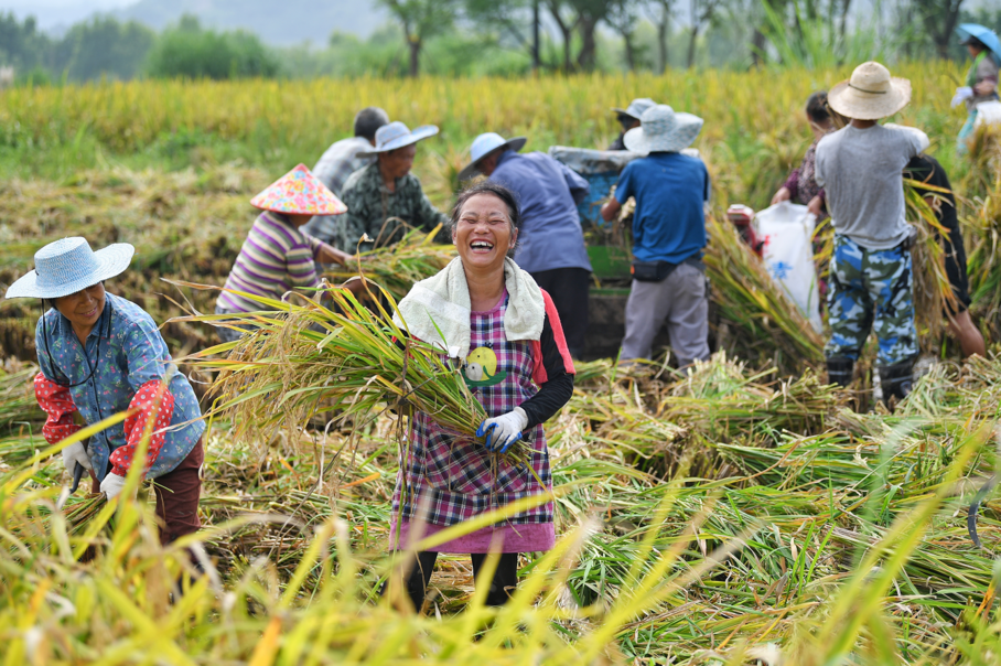 稻香两岸大地流金丰收美景巴渝铺陈