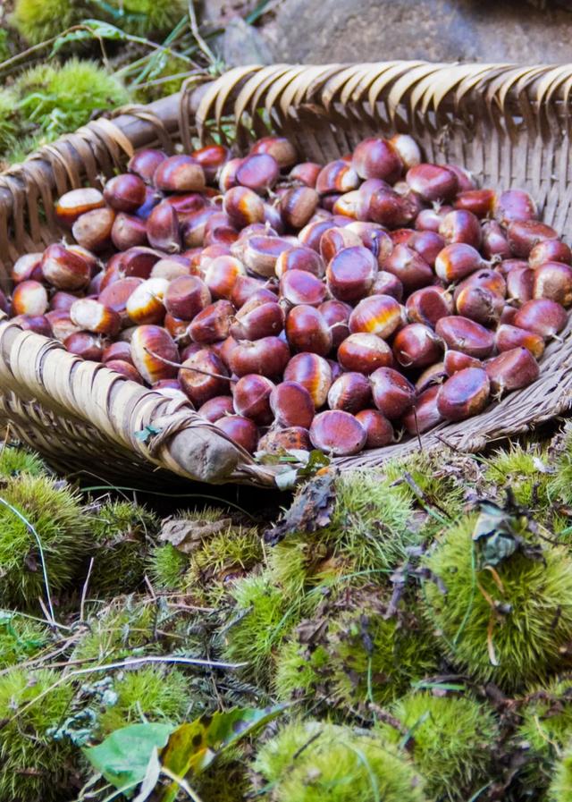 农村的秋天从一口板栗香开始