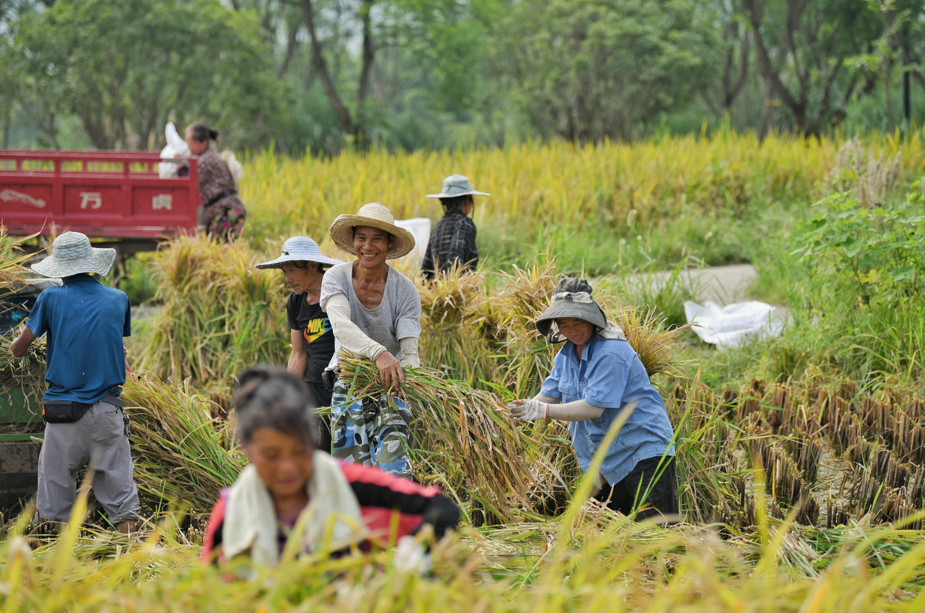 村民们在田间劳作&nbsp; 图:南岸微发布