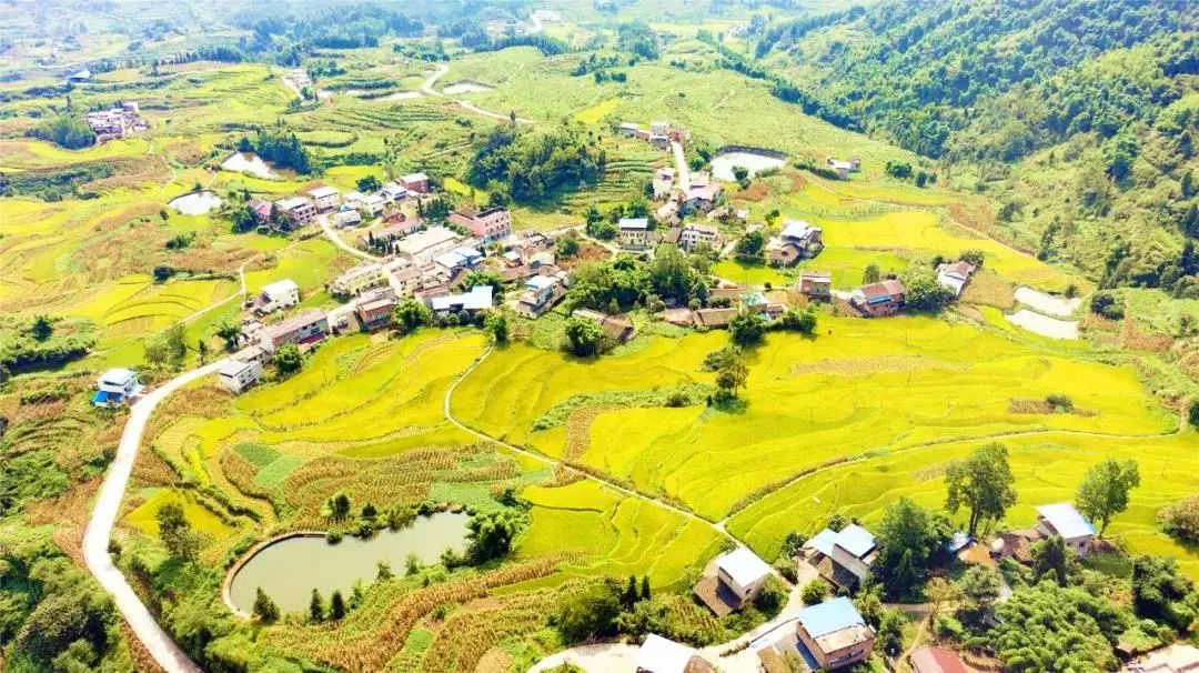 丰都县包鸾镇水稻迎来丰收季&nbsp; 刘先华 摄