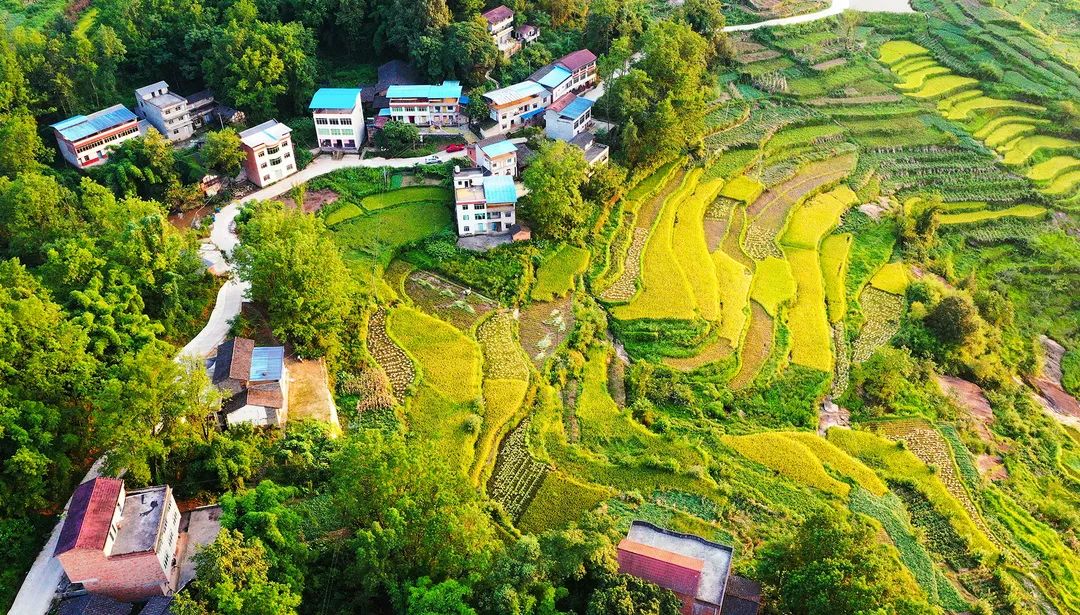 鸟瞰水稻田&nbsp; 忠县县委宣传部供图&nbsp