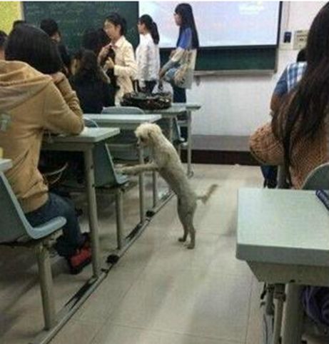 流浪狗溜进学校听课,却惨遭保安打死扔垃圾桶,画面让人痛心休闲区蓝鸢梦想 - Www.slyday.coM 流浪狗溜进学校听课,却惨遭保安打死扔垃圾桶,画面让人痛心休闲区蓝鸢梦想 - Www.slyday.coM