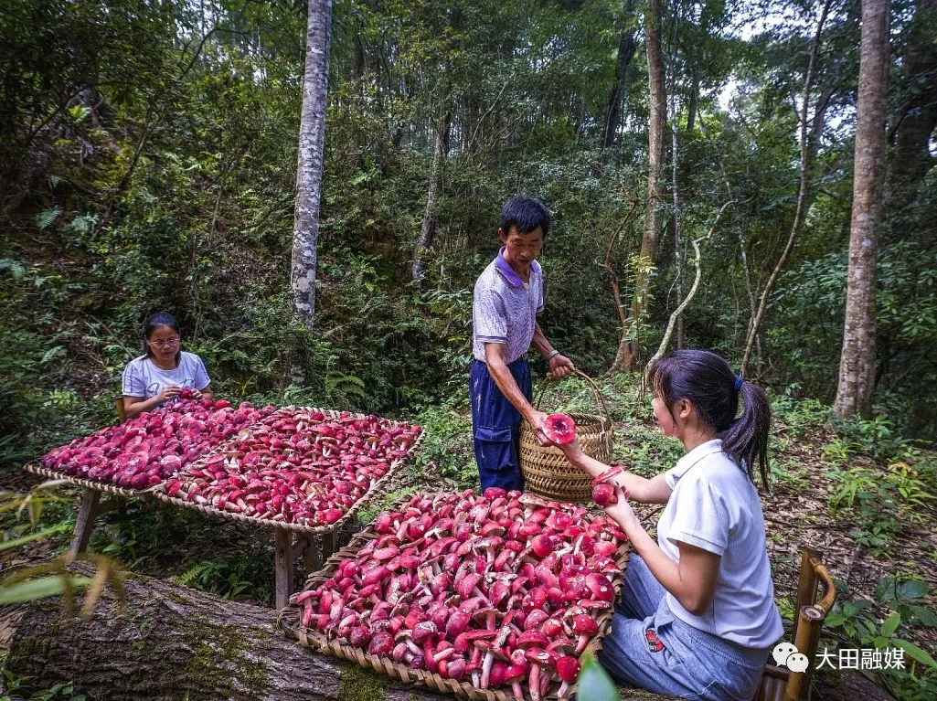 大田深山里的“山珍之王”红了休闲区蓝鸢梦想 - Www.slyday.coM
