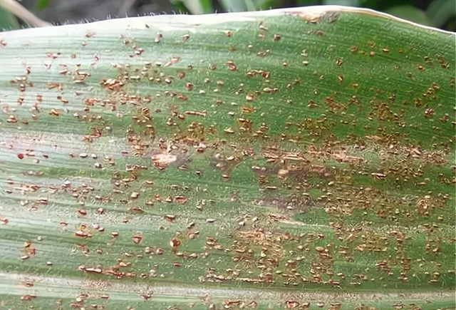 玉米锈病今年大爆发比往年发生广危害大农户们防治不可丢