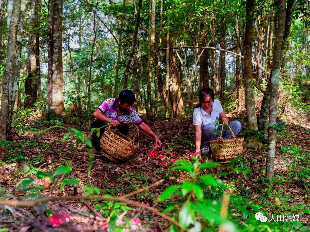 大田深山里的“山珍之王”红了休闲区蓝鸢梦想 - Www.slyday.coM