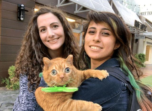 橘猫因“大眼”遭遗弃，女孩看它可怜收留，却意外收获一只网红猫休闲区蓝鸢梦想 - Www.slyday.coM